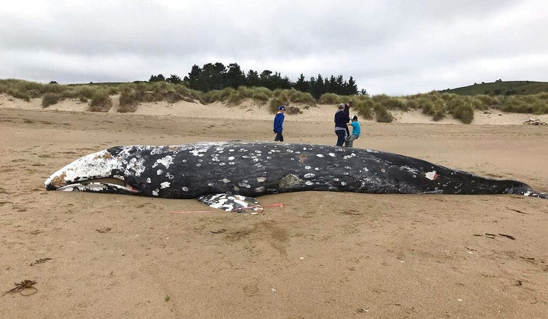 a whale that washed ashore Thursday, May 23, 2019