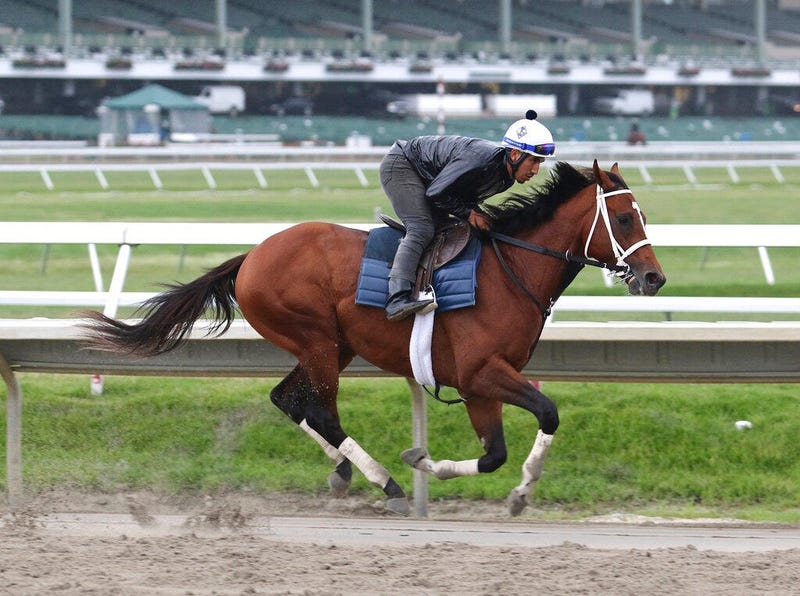 Maximum Security, ridden by exercise rider Edelberto Rivas, gallops during a workout at Monmouth Park, Thursday morning, June 13, 2019, in Oceanport, N.J. Maximum Security will make his next start in Sunday's $150,000 Pegasus Stakes horse race at the trac