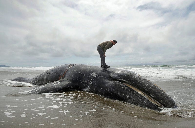 Duat Mai stands atop a dead whale at Ocean Beach in San Francisco
