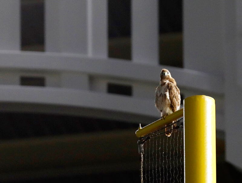 red-tailed Hawk , Yankee Stadium
