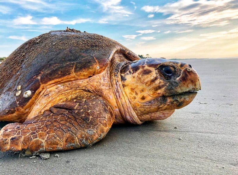 a loggerhead sea turtle returns to the ocean after nesting on Ossabaw Island, Ga.