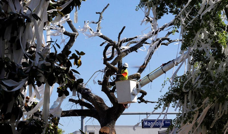 a man works to cut down the poisoned oak trees at Toomer's Corner at the entrance to Auburn University 