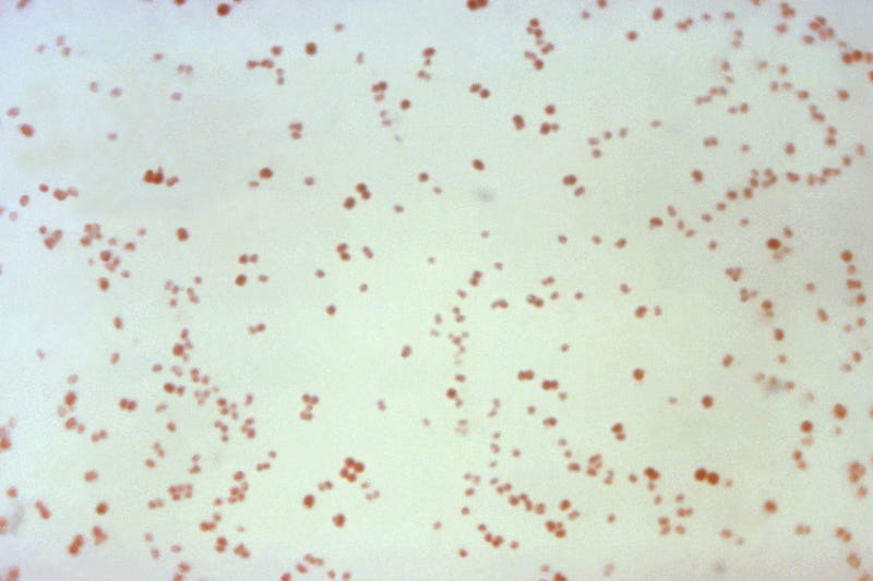 Neisseria gonorrhoeae bacteria, which causes the sexually transmitted disease gonorrhea