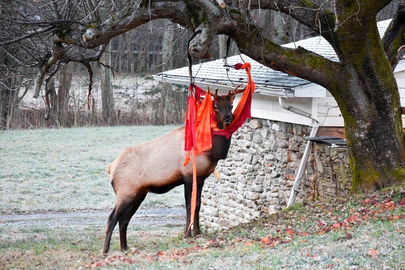 an elk stands stuck with a hammock in Beaver's yard in Maggie Valley, N.C.