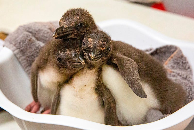 penguin