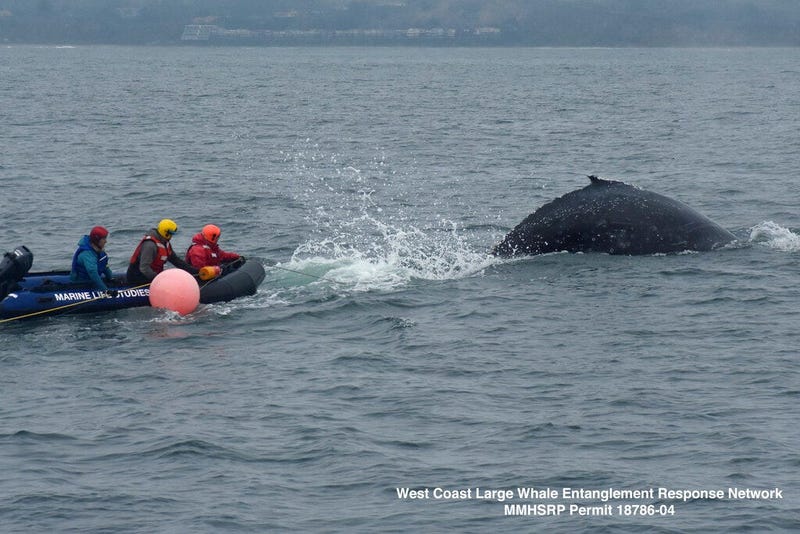 m, a young humpback whale entangled in fishing gear is freed in Monterey Bay, Calif., days after it was first spotted by a fisherman.