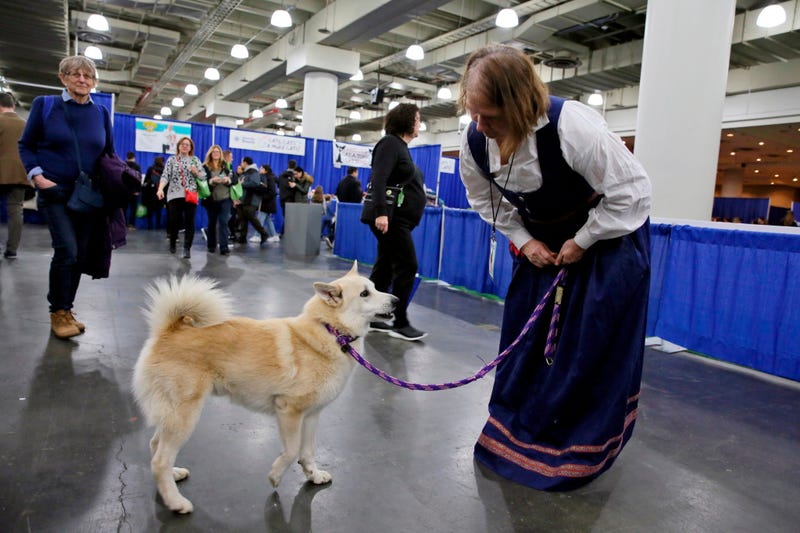  Ghost is competing at the Westminster Kennel Club dog show, but he’s also a therapy dog that makes weekly rounds to see patients, staffers and visitors at a Delaware hospital, and he visits schools.