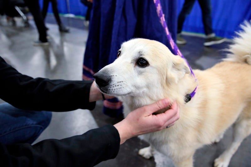  Ghost is competing at the Westminster Kennel Club dog show, but he’s also a therapy dog that makes weekly rounds to see patients, staffers and visitors at a Delaware hospital, and he visits schools.