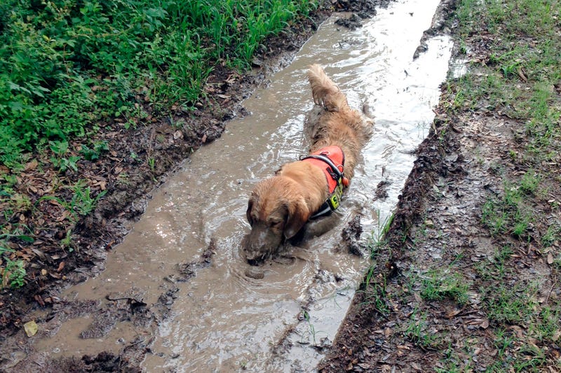 In this June 2015 photo provided by Robert Andrews, his golden retriever, Cooper, wades through muddy water in Austin, Texas. Cooper is a trained search-and-rescue dog.