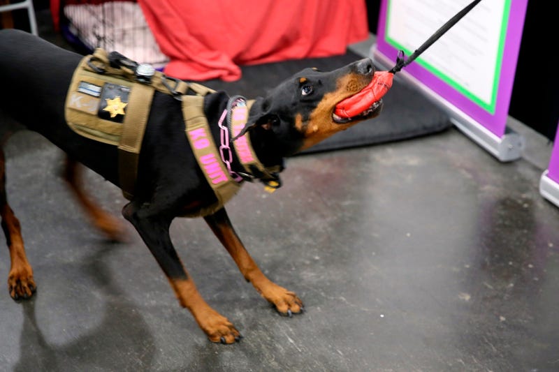  Tabitha was initially a show dog but now is an explosives-sniffer, checking dignitaries’ private planes at New York City-area airports.