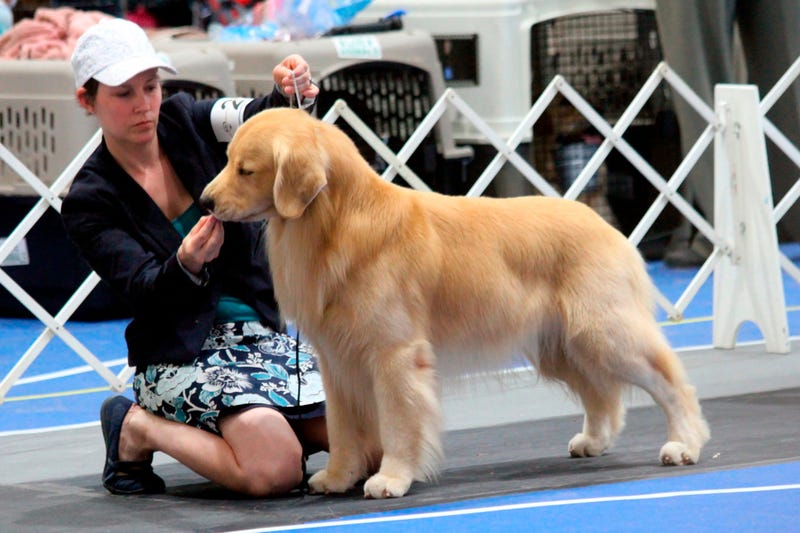 Rainier's brother Cooper is a search-and-rescue service dog, a relationship that illustrates ties between show dogs and dogs that do specialized work. 
