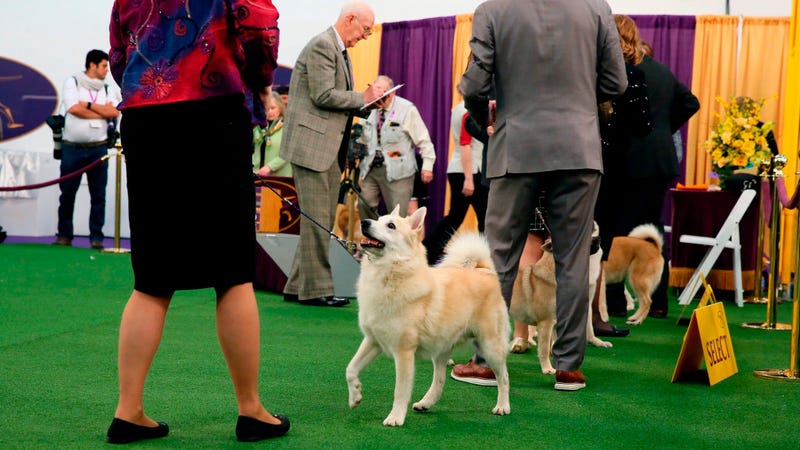  Ghost is also a therapy dog that makes weekly visits to a Delaware hospital with his owner, Patricia Faye Adcox.