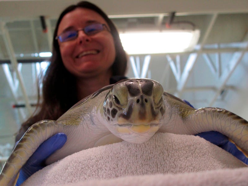 Brandi Biehl, co-director of the Sea Turtle Recovery hospital inside the Turtle Back Zoo in West Orange, N.J. examines a sea turtle.