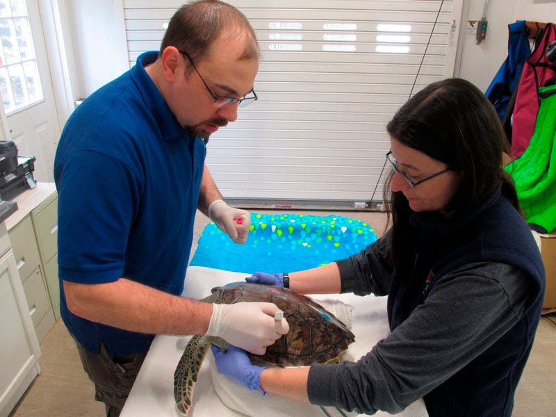 A sea turtle swims in a tank at the Sea Turtle Recovery hospital inside the Turtle Back Zoo in West Orange, N.J. on Feb. 27, 2020.