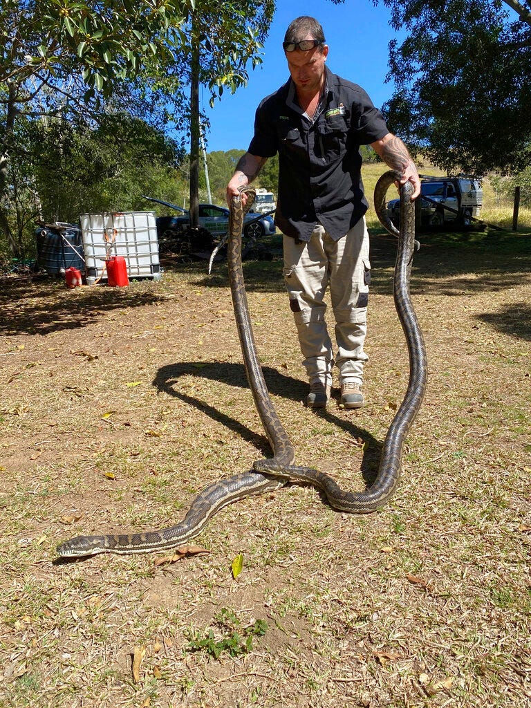 pythons roof collapse