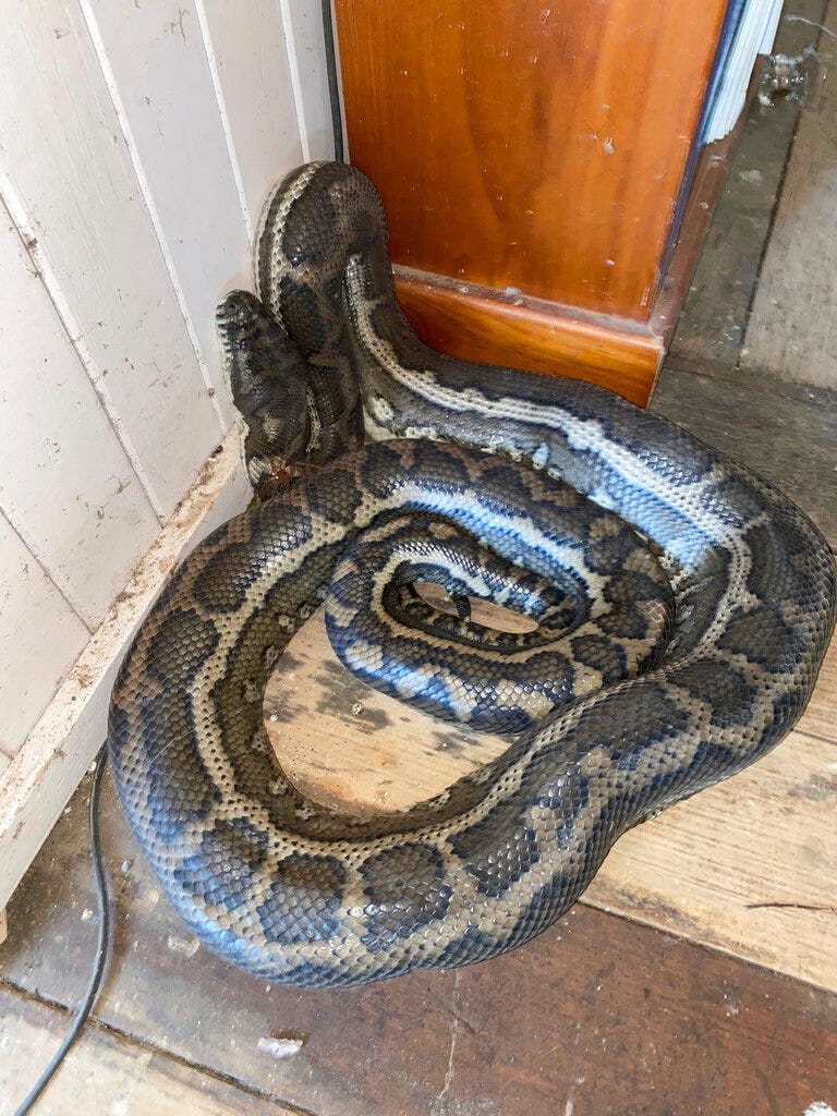 pythons roof collapse