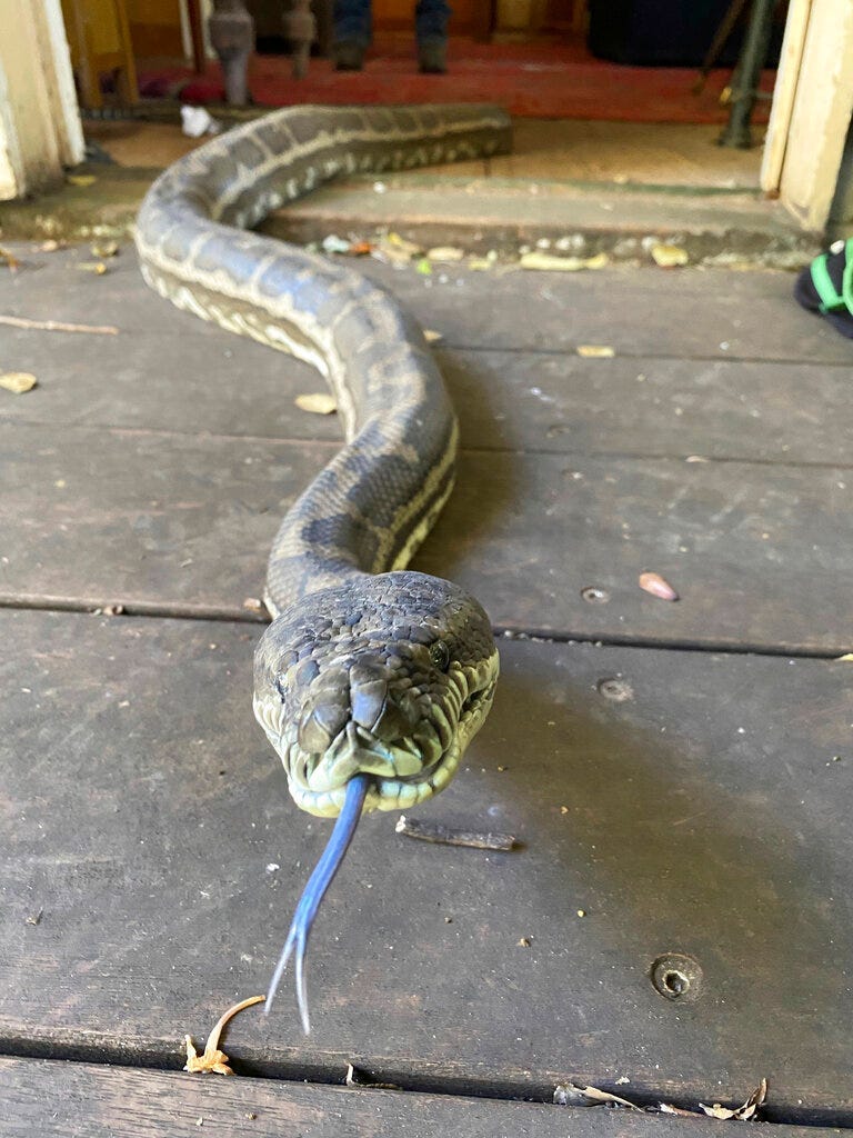 pythons roof collapse