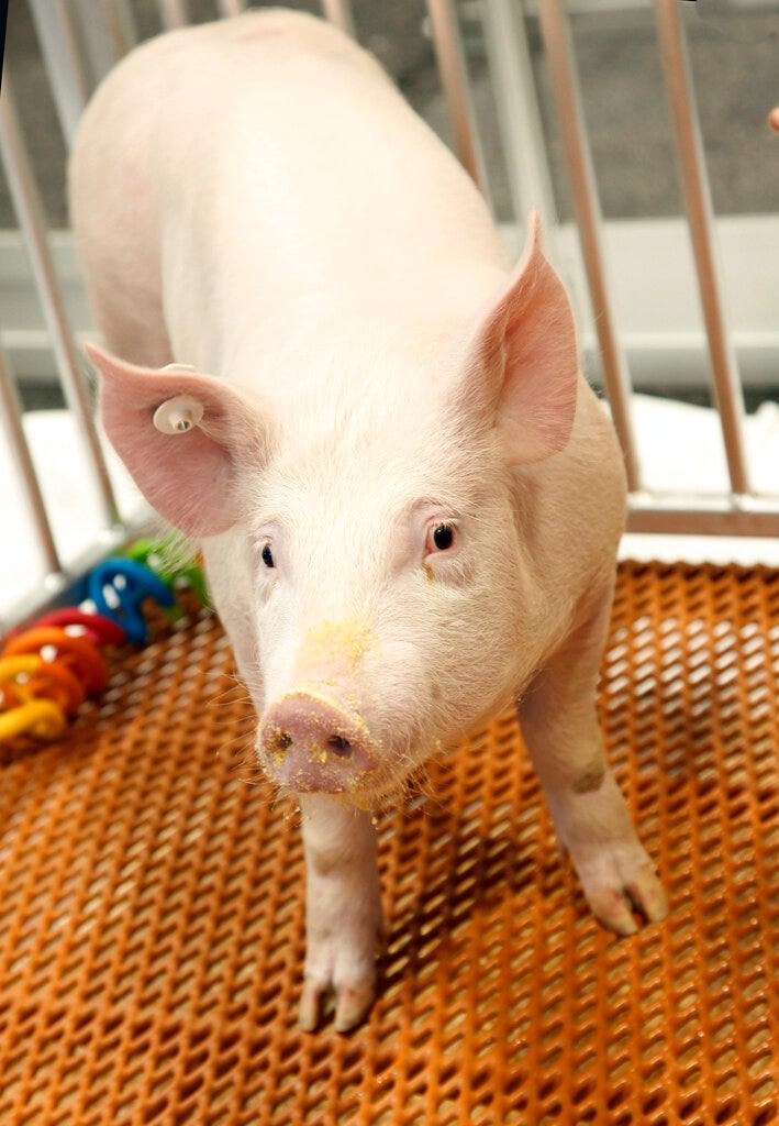 This undated photo provided by Revivicor, Inc., a unit of United Therapeutics, shows a genetically modified pig. 