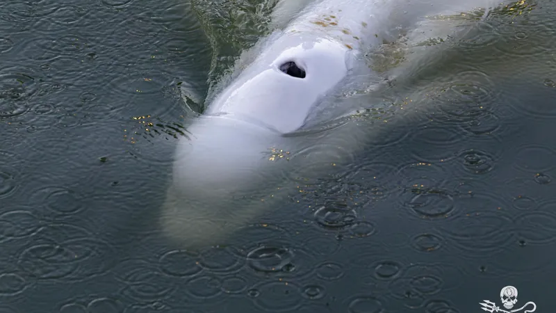 Rescuers to move whale stranded in French river to saltwater