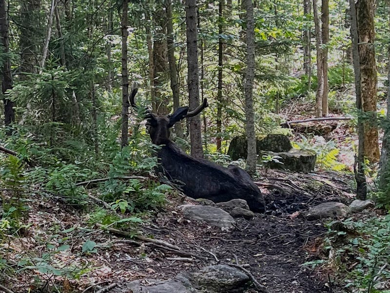 This undated image, provided by the New York State Department of Environmental Conservation, shows a bull moose near Tupper Lake, NY, that had been lingering around an Adirondack mountain trail