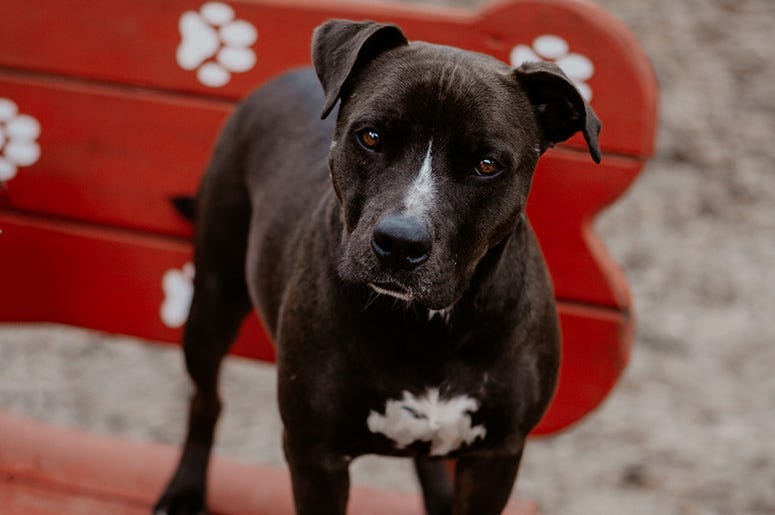 Aphrodite the dog