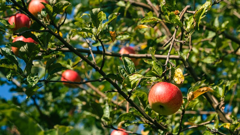 Apples