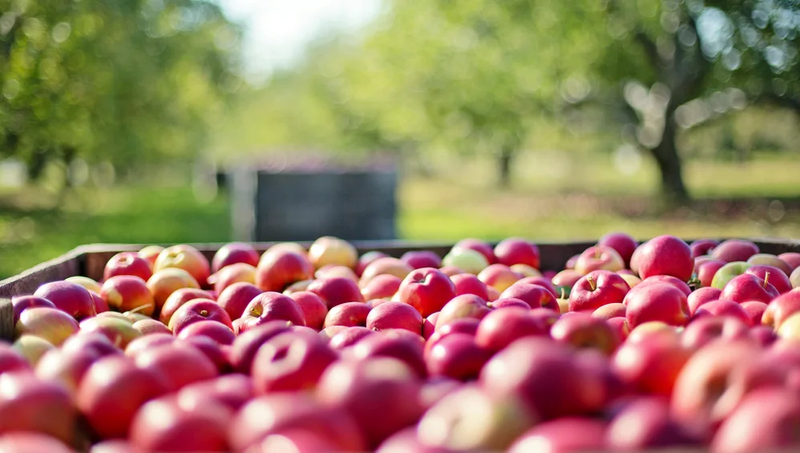 Apples