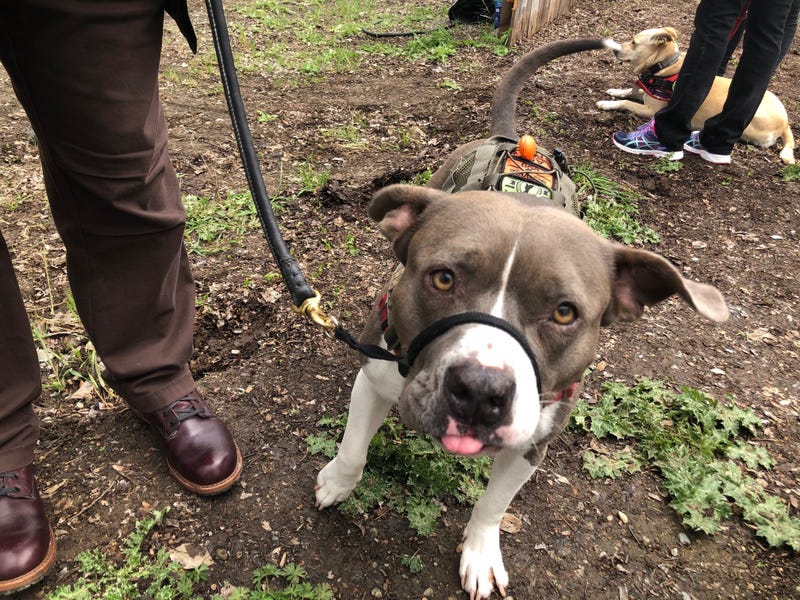 Dog from ARF Walnut Creek