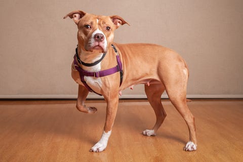 Ariel is a 2-year-old, female Terrier, American Pit Bull mix. She weighs 62 pounds.