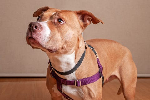 Ariel is a 2-year-old, female Terrier, American Pit Bull mix. She weighs 62 pounds.