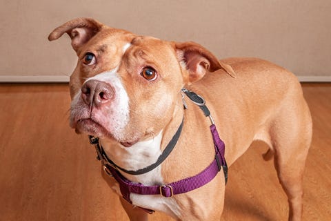 Ariel is a 2-year-old, female Terrier, American Pit Bull mix. She weighs 62 pounds.