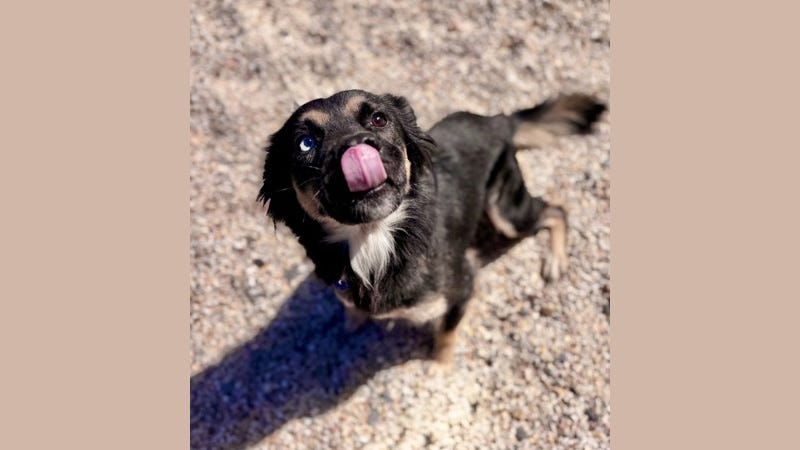 brown dog licking it's face