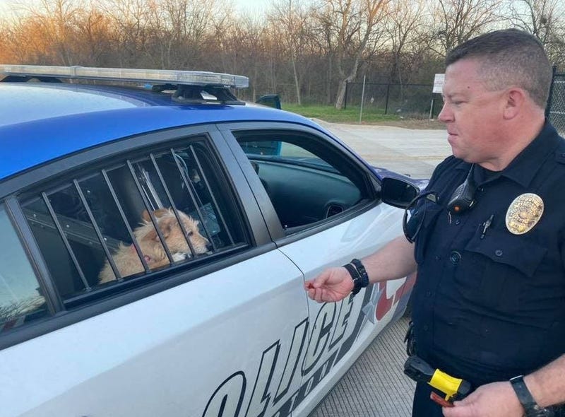 Arlington PD Puppies