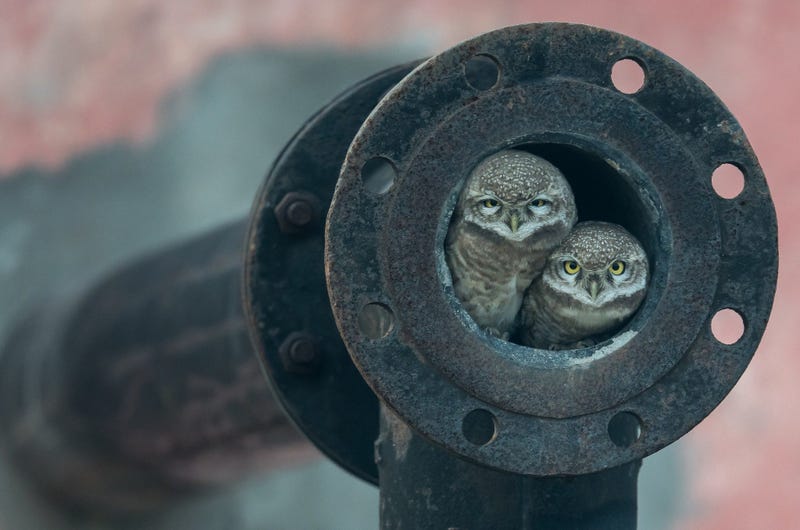 Arshdeep Singh, a keen-eyed 10-year-old photographer, noticed owlets nesting in a pipe in the city of Kapurthala, Punjab, India. Spotted owls like these usually live in tree hollows, but move into urban areas as a result of deforestation.