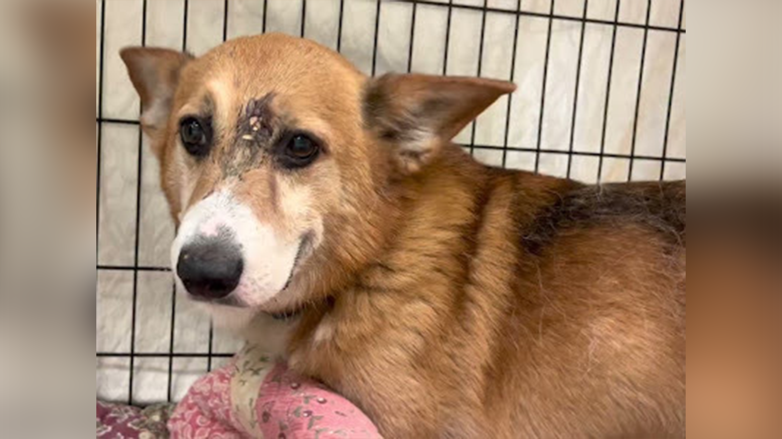 Arthur the corgi is on the mend after being shot between the eyes