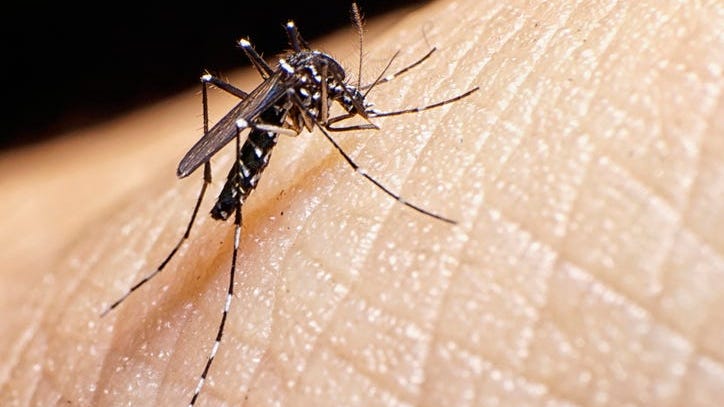 Invasive Asian Tiger Mosquito Discovered In Wayne County — What To Know