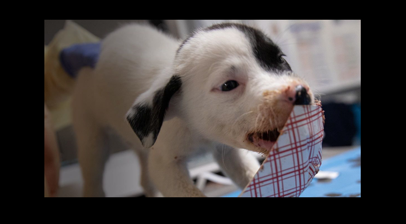 (Photo: ASPCA)