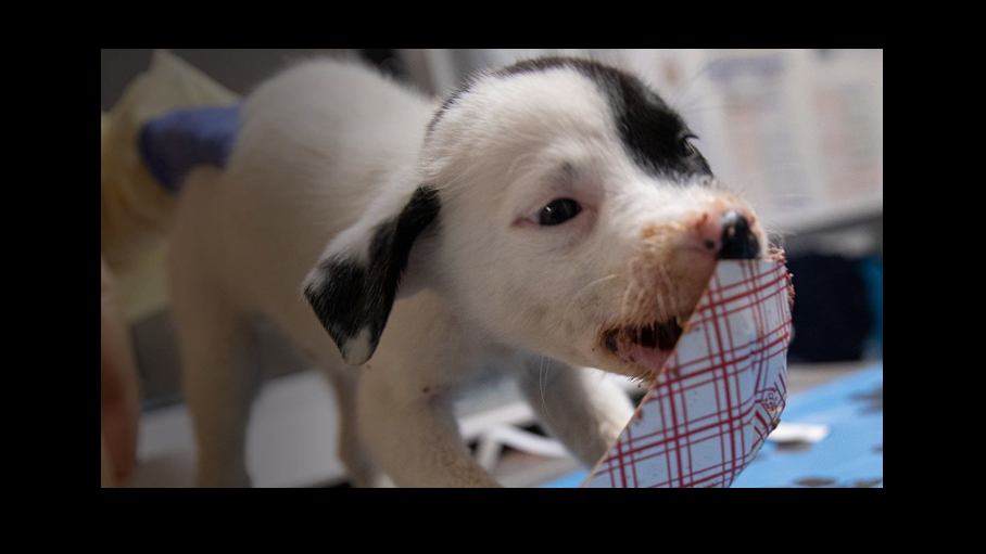 ASPCA opens by appointment pet food pantry in NYC during coronavirus crisis