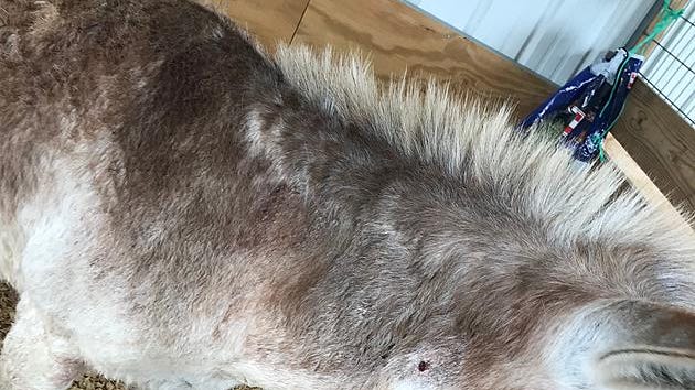 Two donkeys found shot on their property, authorities asking for tips on gunman