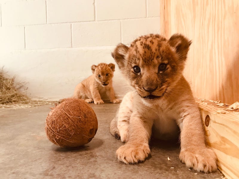 lion cubs