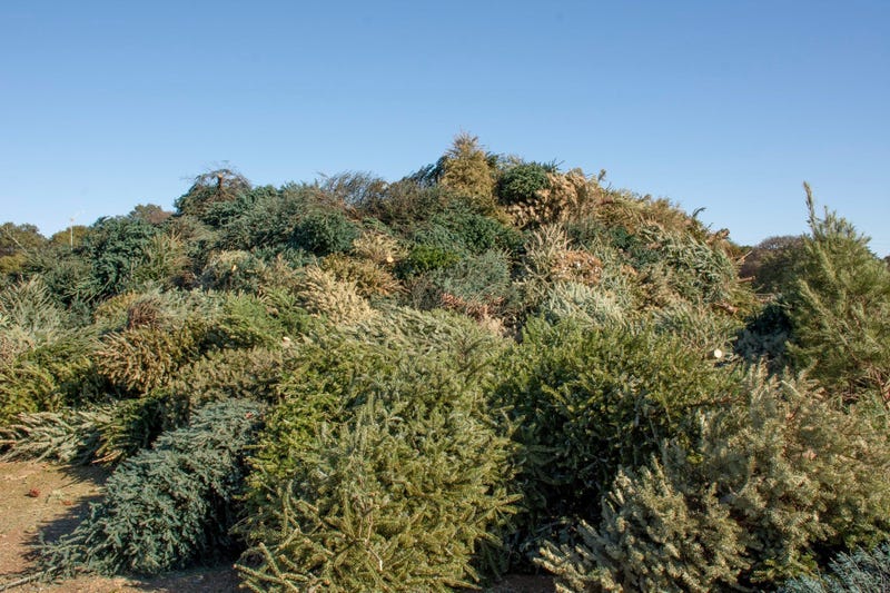 Christmas tree recycling