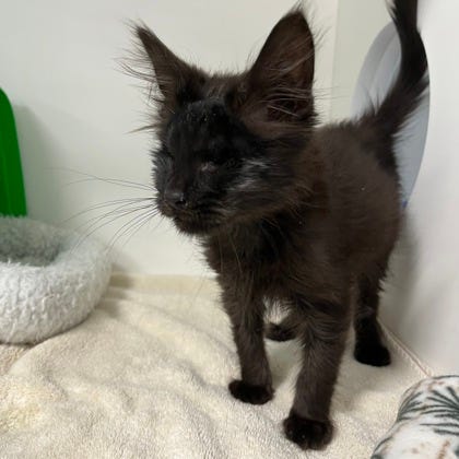 Adopt Don't Shop