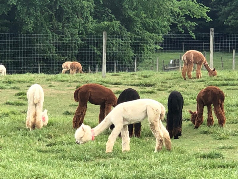 Alpaca Farm Medina