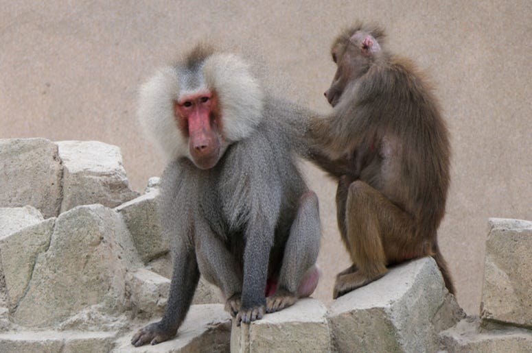 Baboons