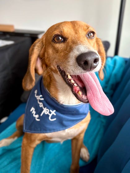 Adopt Don't Shop