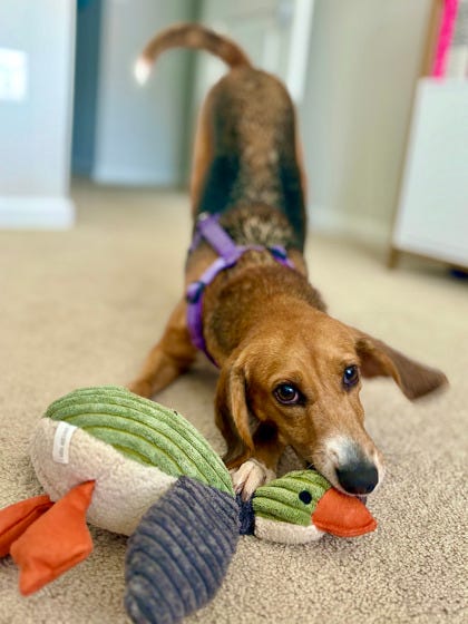 Adopt Don't Shop