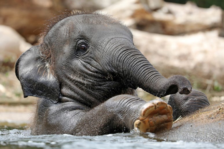 Baby_Elephant
