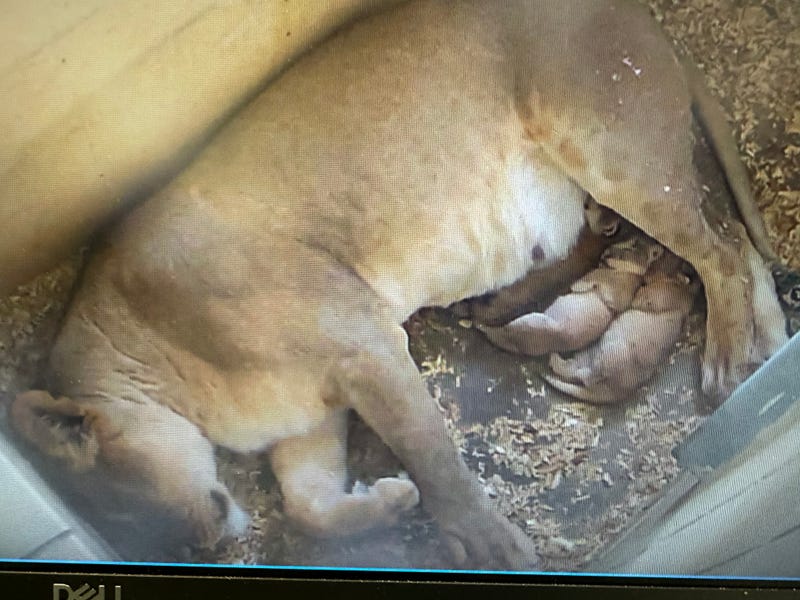 baby lions and mom