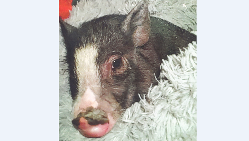 Missing Baby Pig