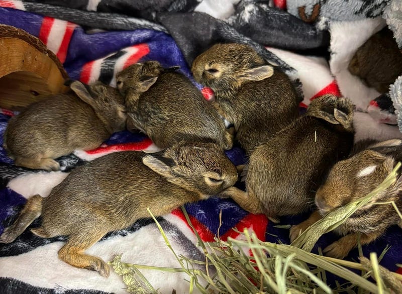 baby bunnies rescued.